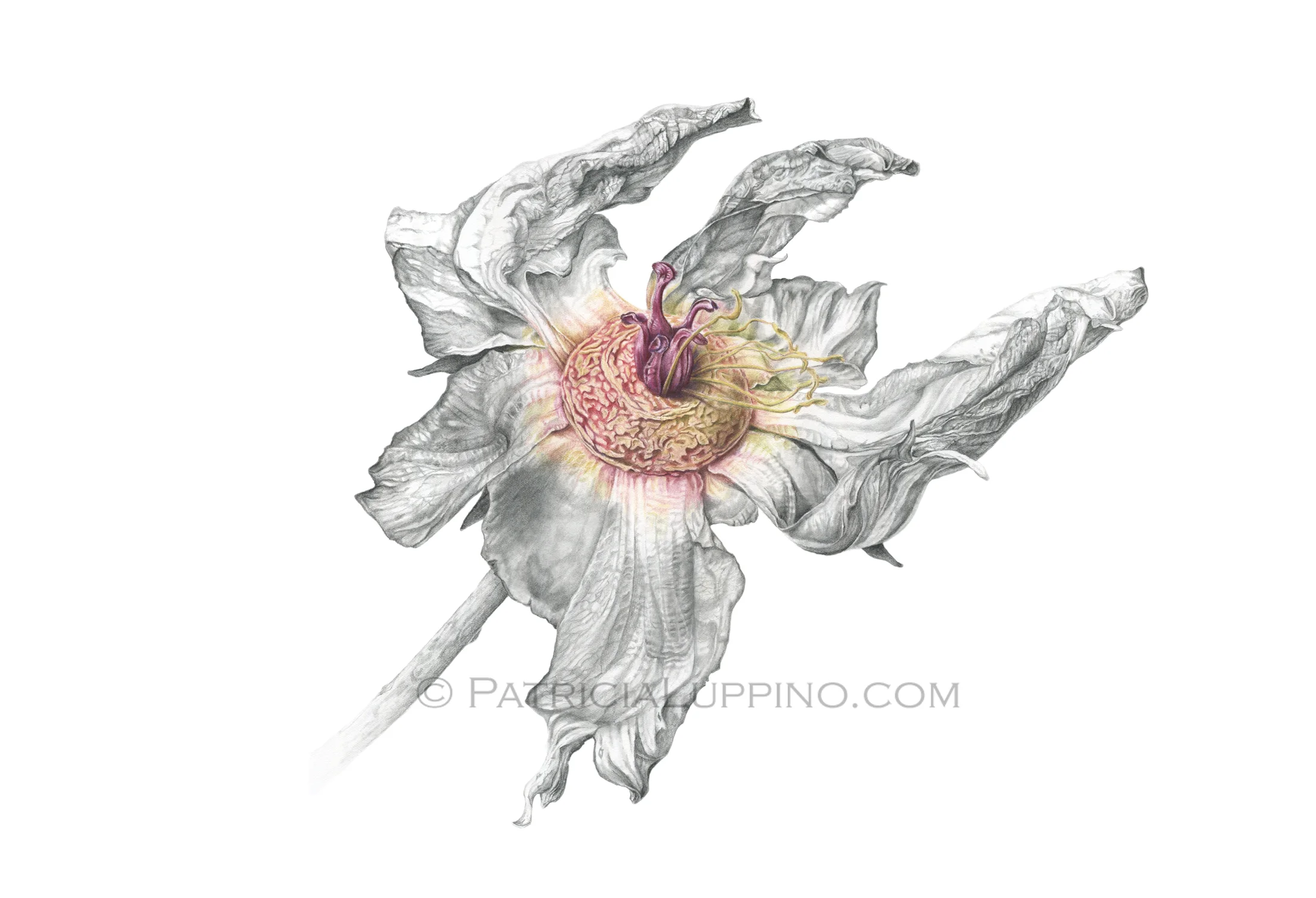 "Fascinator" - Peony
