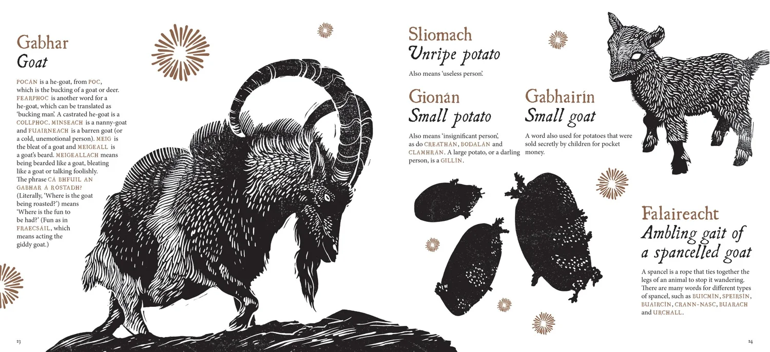 Tree Dogs, Banshee Fingers and Other Irish Words for Nature — Steve Doogan  Illustration