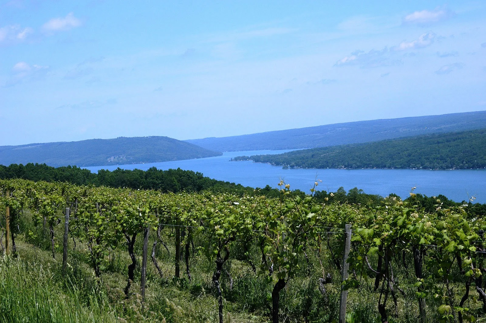 VineyardsLake.jpg