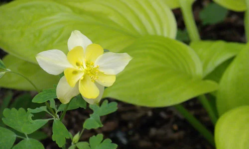 YellowFlower-sm.jpg