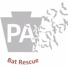 pa bat rescue.jpeg