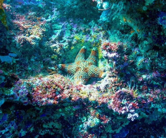 Day 2: Saw a firebrick starfish while diving at the Poor Knight's Islands Marine Reserve. Not much is known about these colorful echinoderms. Thanks @divetutukaka for taking me out!