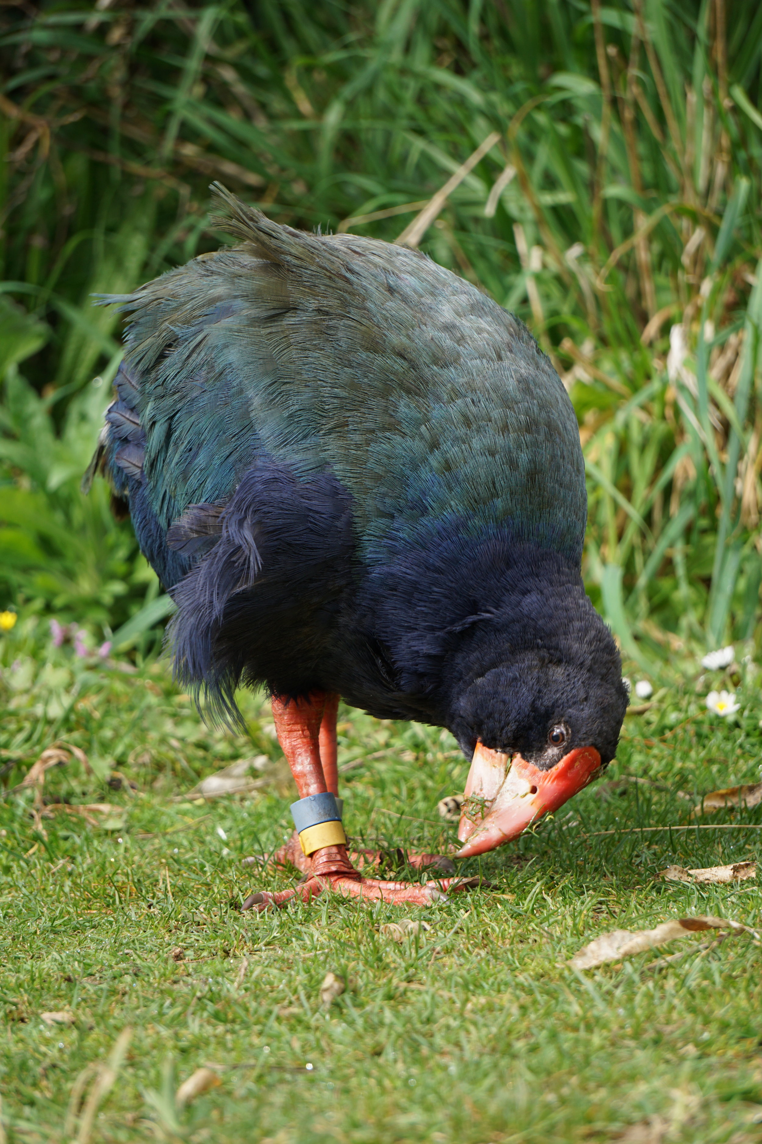 South Island Takahe 