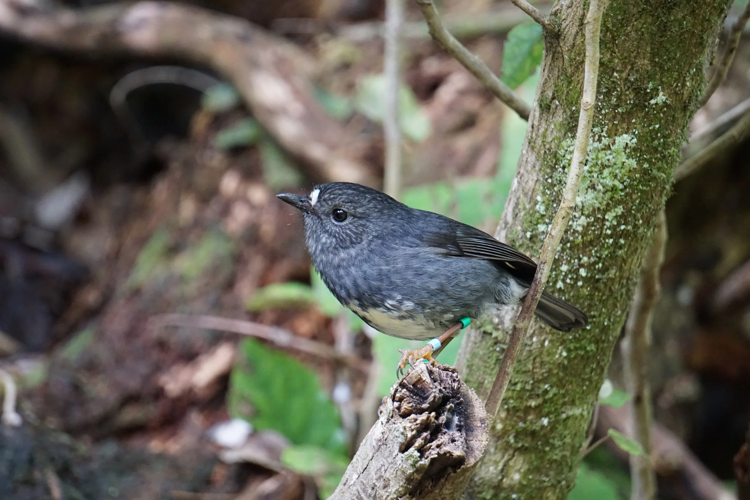 North Island Robin