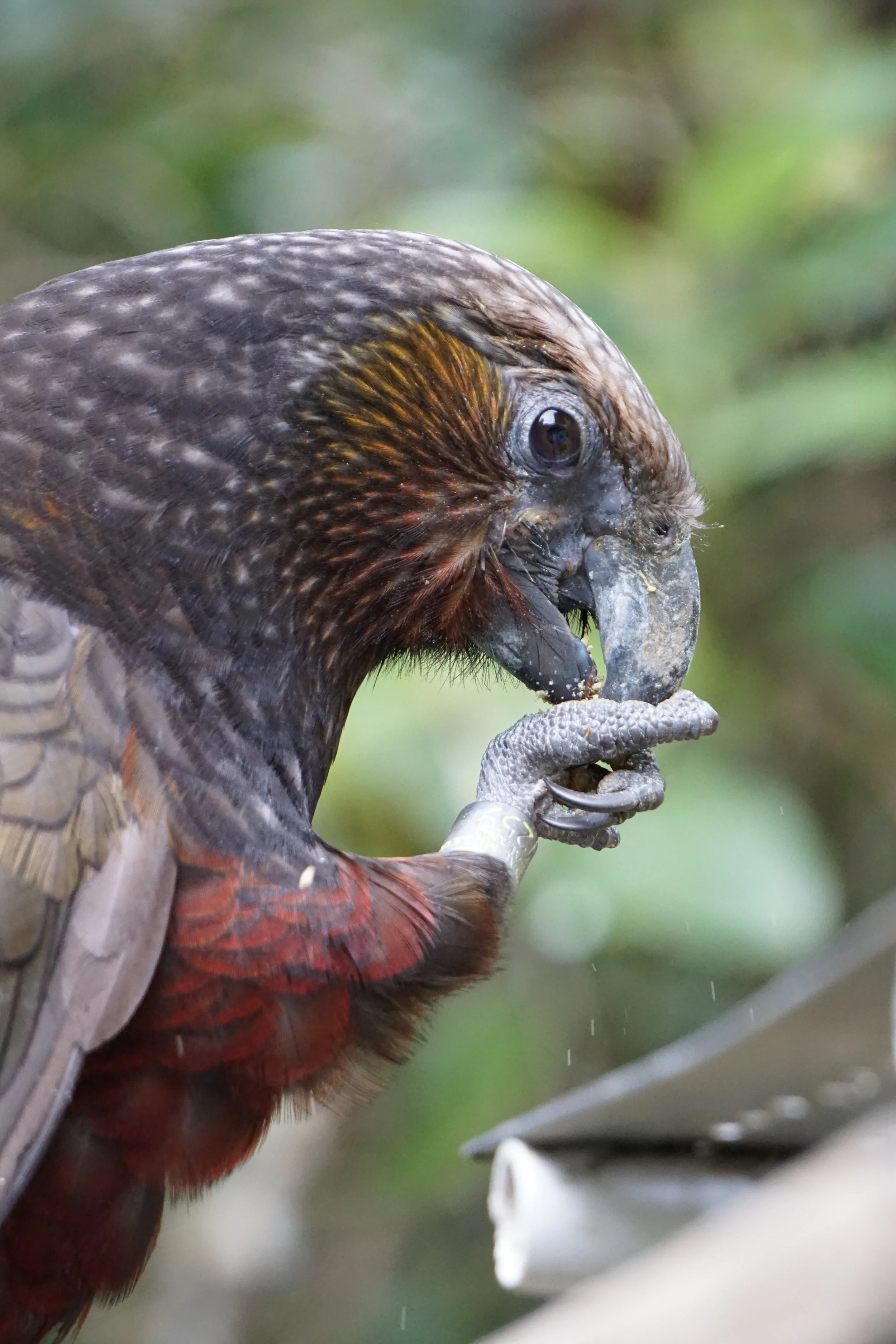 New Zealand Kaka