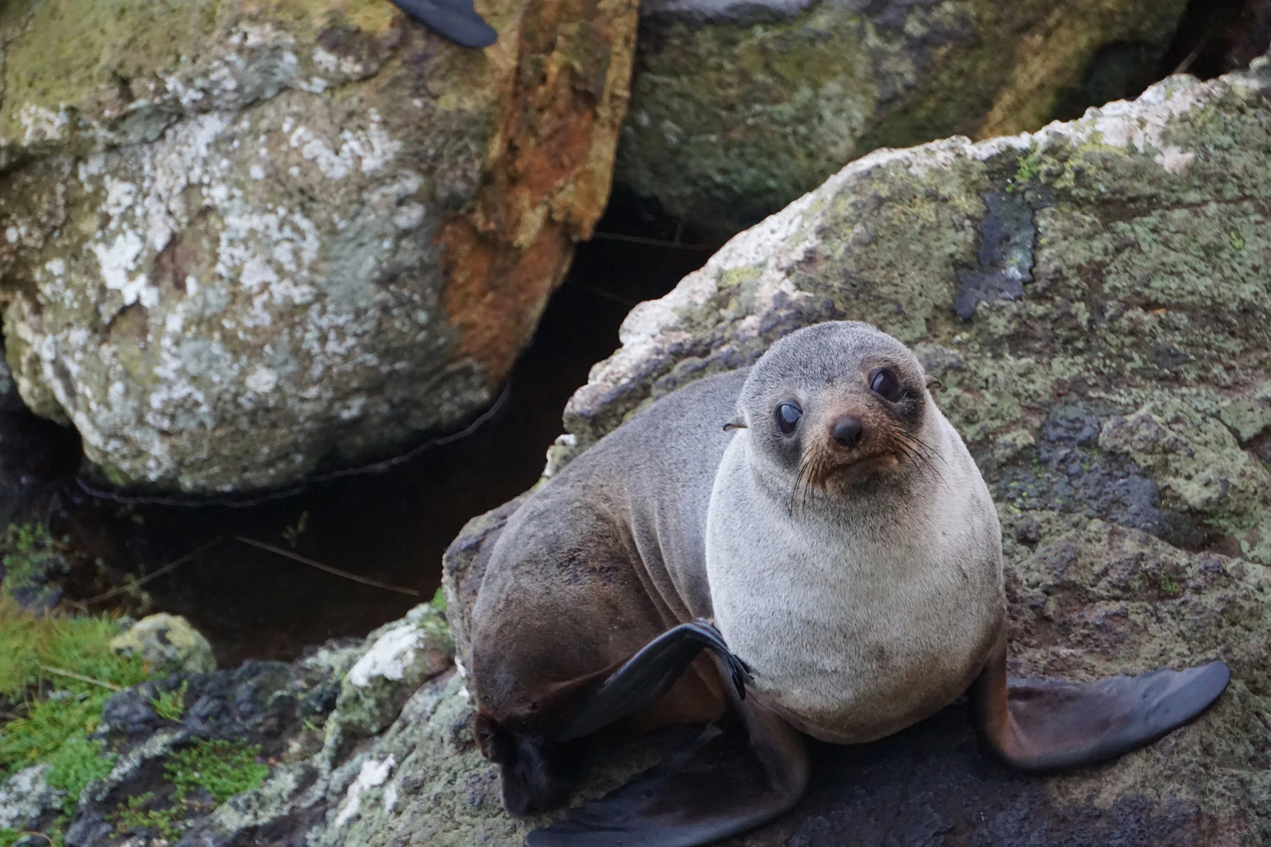 Kekeno (New Zealand fur seal)