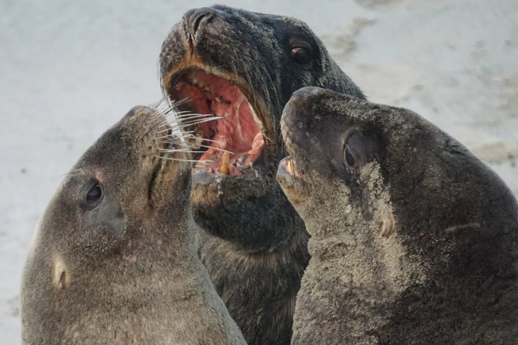 Whakahao (Hooker's sea lion)