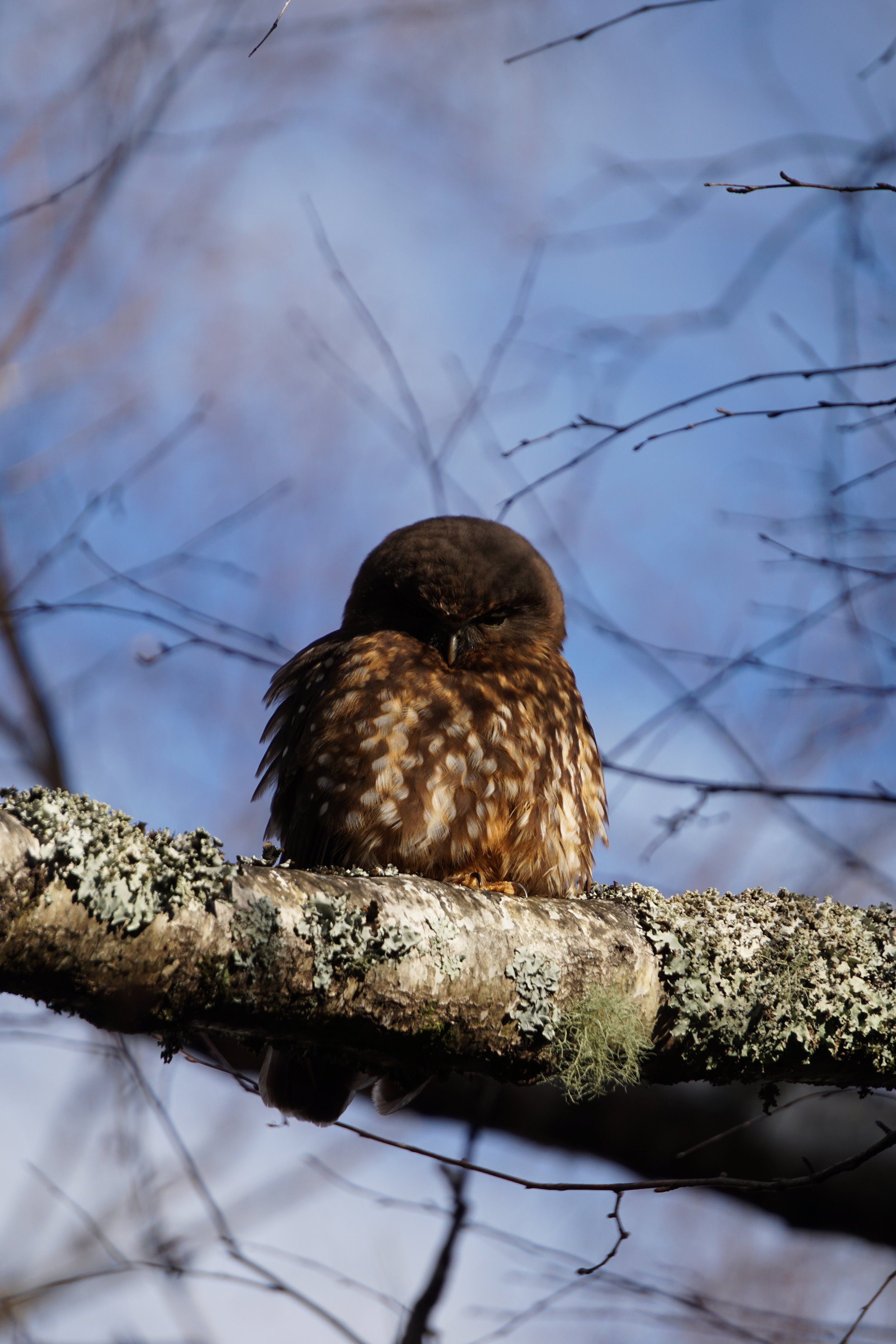 Morepork (Tasmania Spotted Owl)