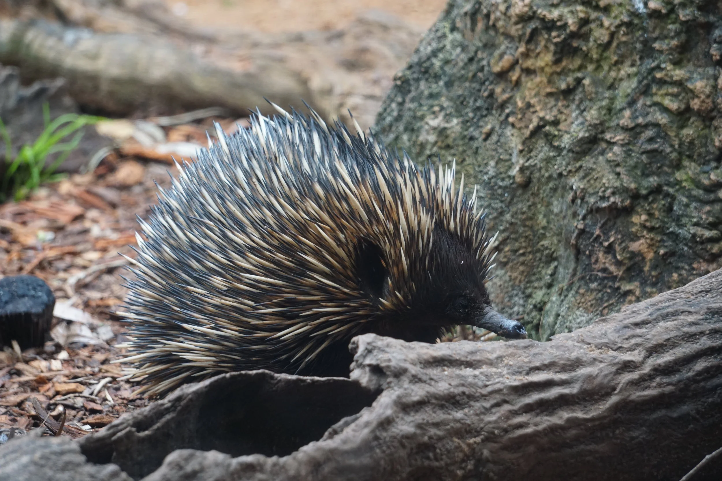 Short-Beaked Echidna