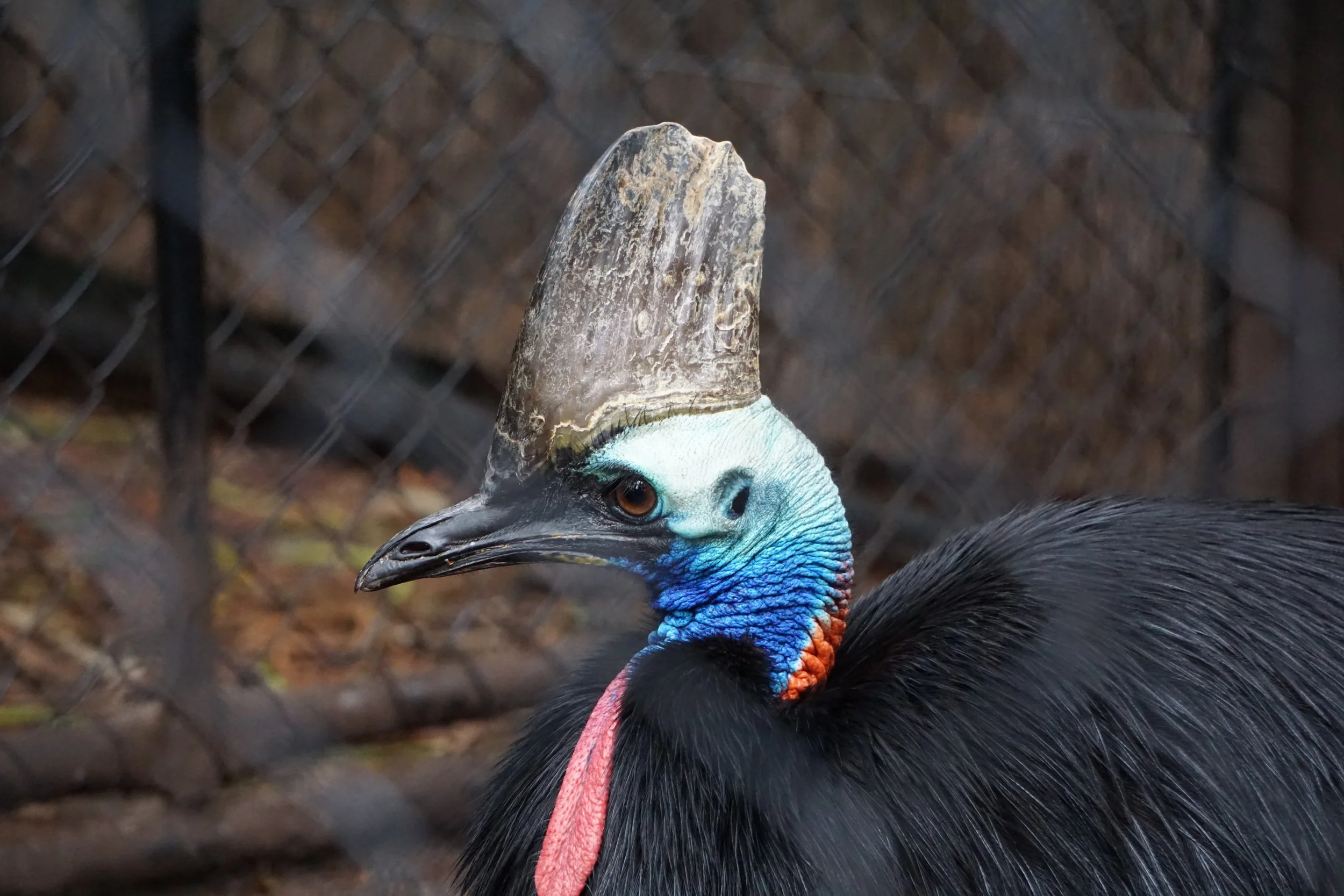 Southern Cassowary