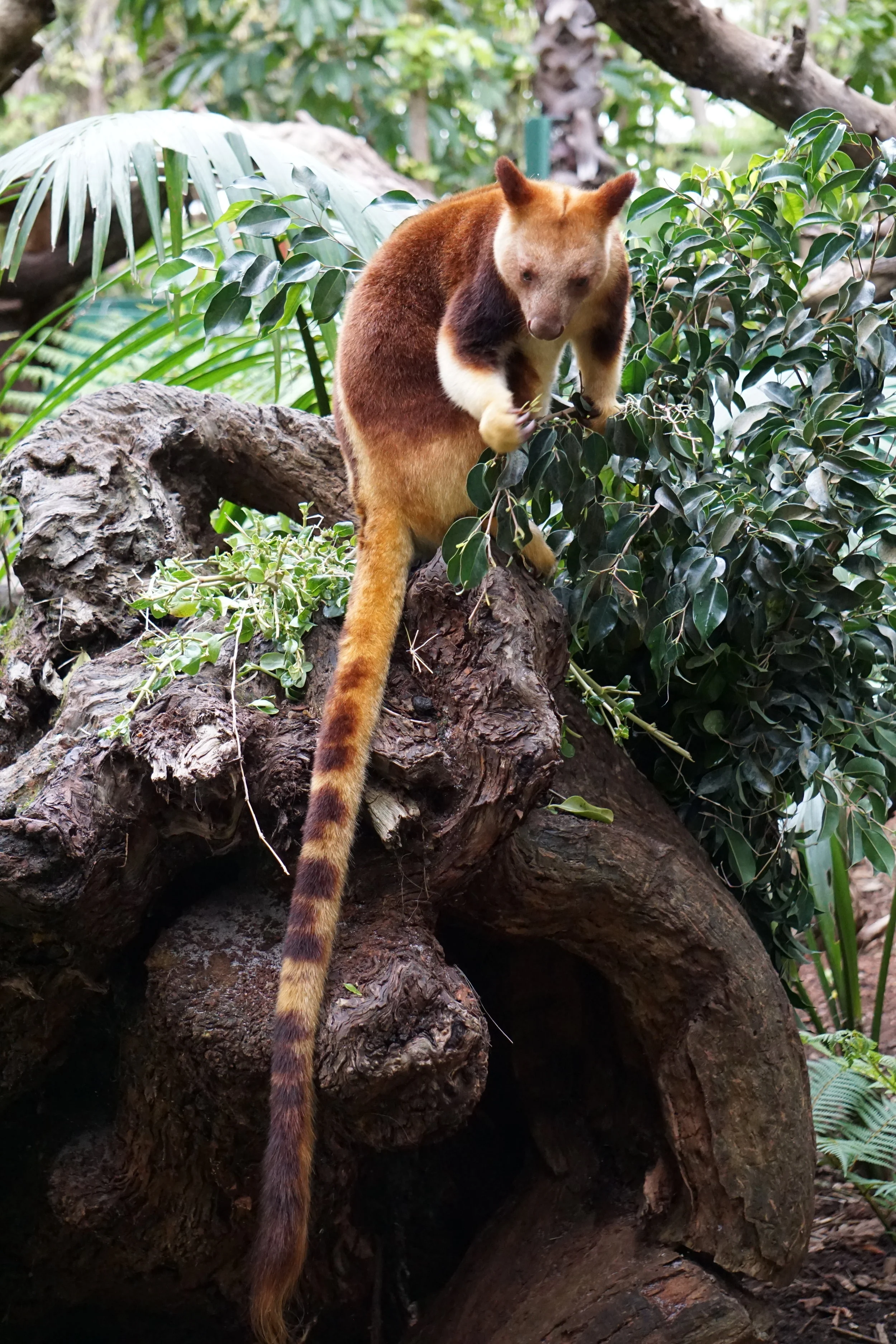 Goodfellow's Tree Kangaroo
