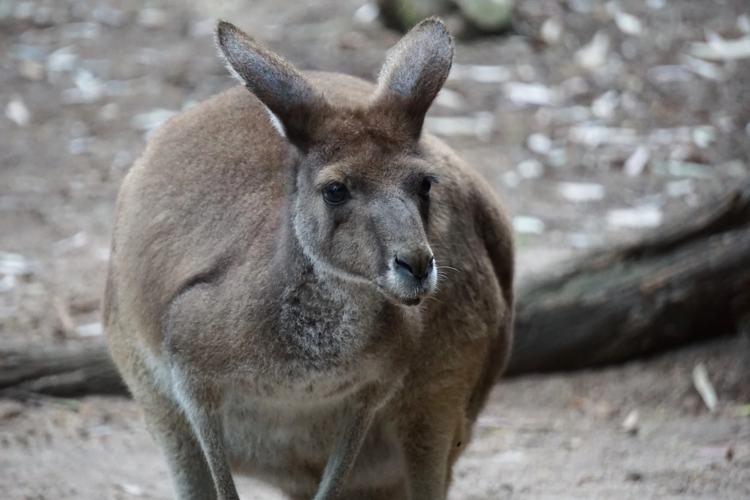 Western Grey Kangaroo
