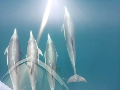 Dolphins