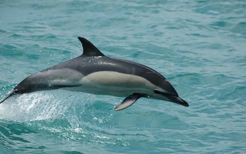 Common Dolphins: 1. There are two types of Common Dolphins but there really hard to tell apart! They both can grow up to 9ft and have a distinctive V pattern of dark grey and white. Long Beak are near the shore in shallow waters and Short beak venture out a bit deeper. 2. Common Dolphins don’t migrate. They move around if necessary but can go north or south at any point in the year. They can move in pods can be up to 10,000 dolphins. 3. They have a very complex hierarchy of subgroups within the pod. They are one of the more orderly societies of dolphins. They are also very active, often jumping and breaching to play. 4. This species can whine, whistle and click in a constant dialogue. Most afternoons you can find them, working together with the birds to coordinate the capture of large schools of small fish. 5. Babies are born at around 2-3lbs. They will drink milk from the mother for several months before venturing out on their own. Their average lifespan is 35 years in the wild.