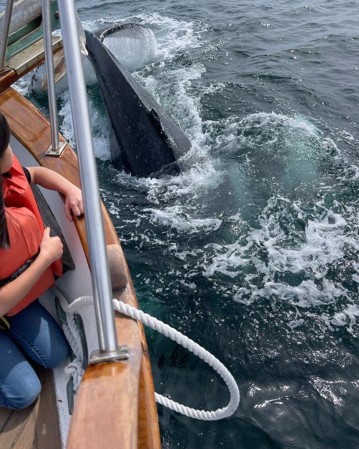 The BlueMoon made a whale friend today!
#mydayinla #marinadelreycalifornia #familytime #springbreakideas