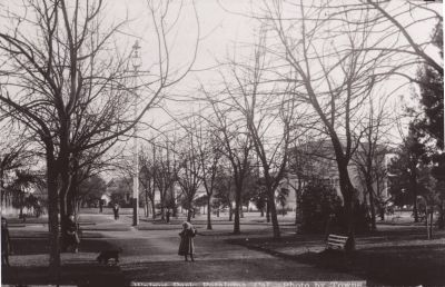 Walnut trees, laid out in a grid, were an early feature of Walnut Park. Photo courtesy of the Petaluma Historical Museum and Library.