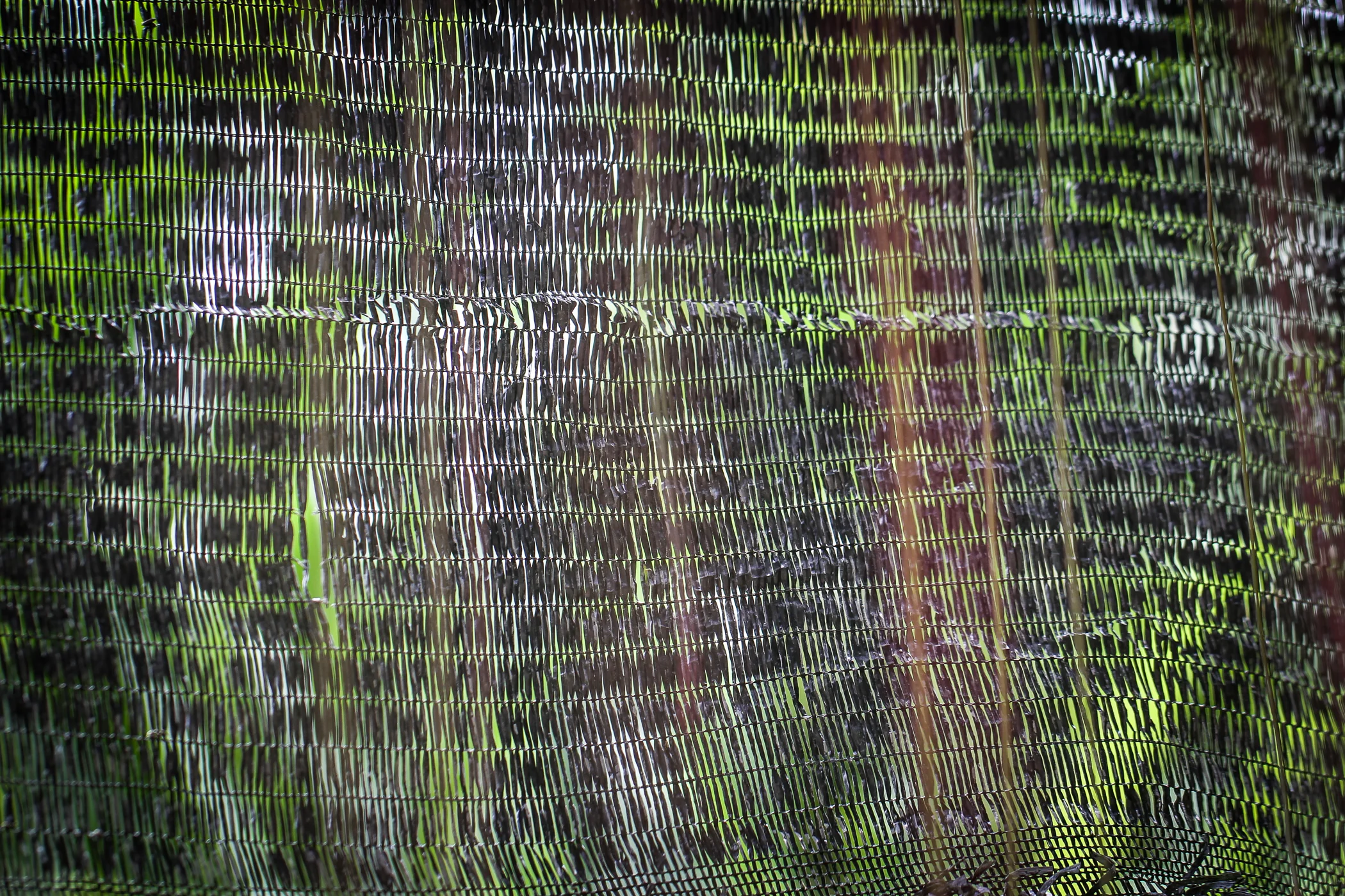 BALI-45.jpg