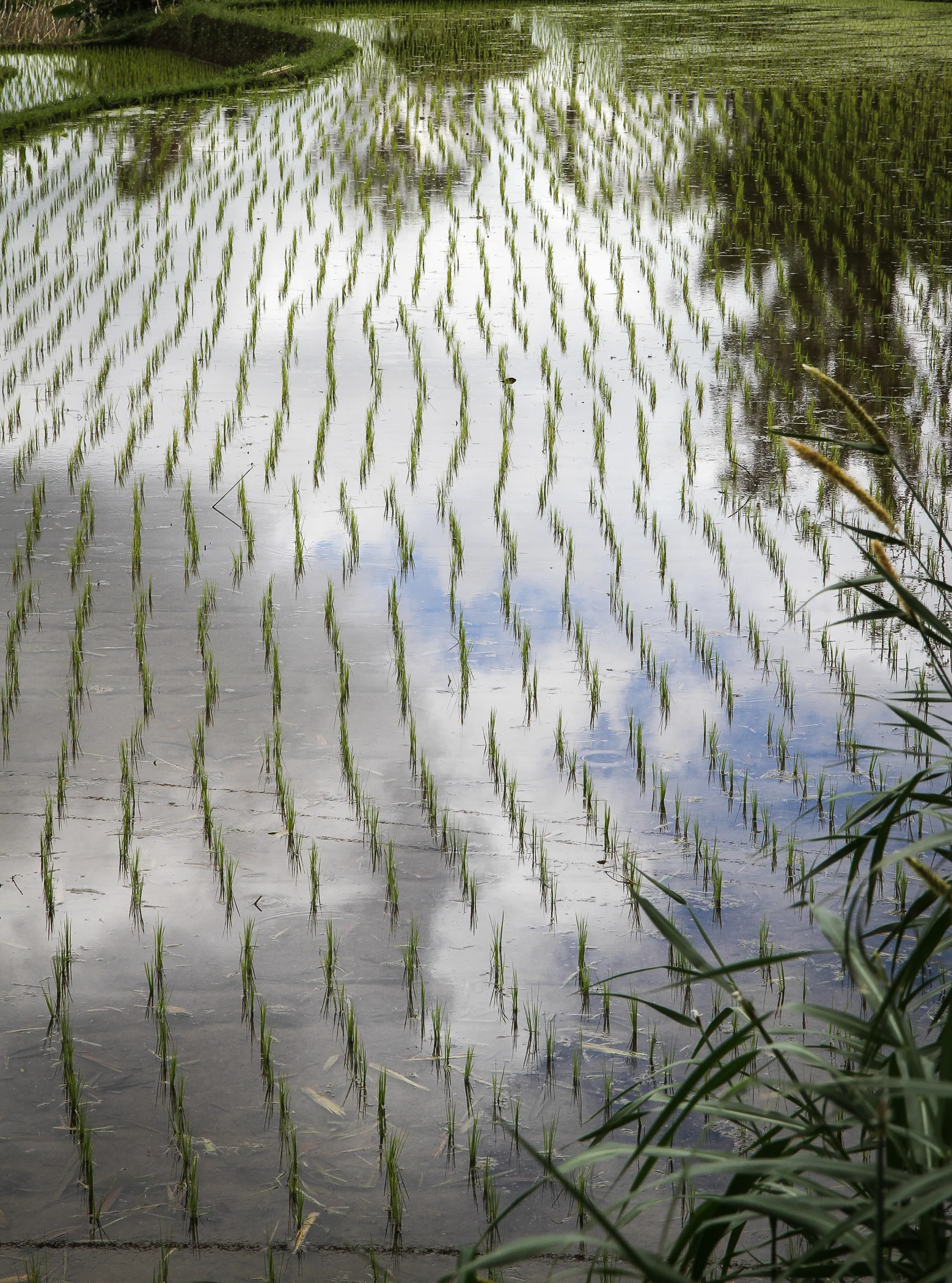 BALI-85.jpg