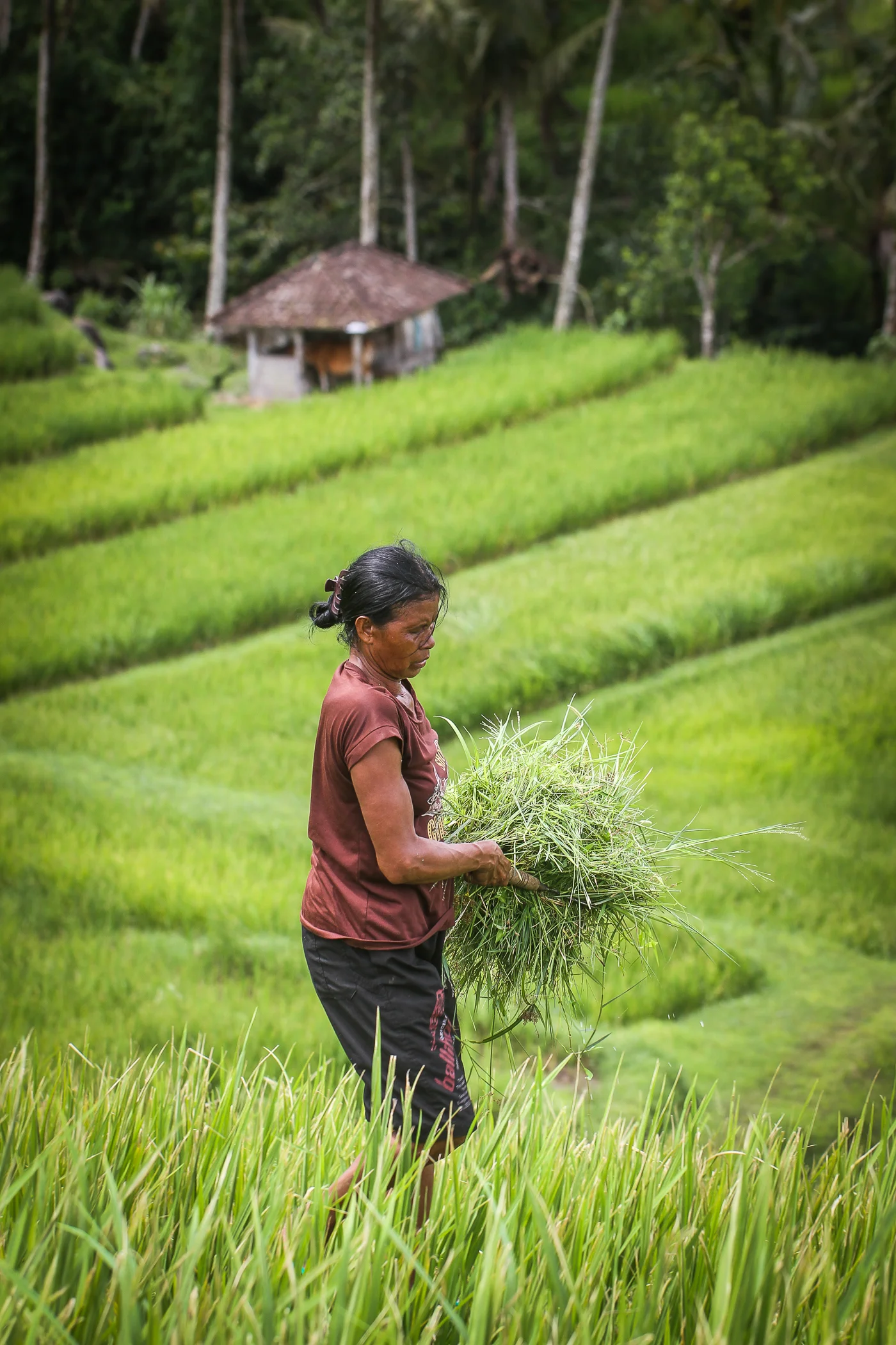 BALI-90.jpg