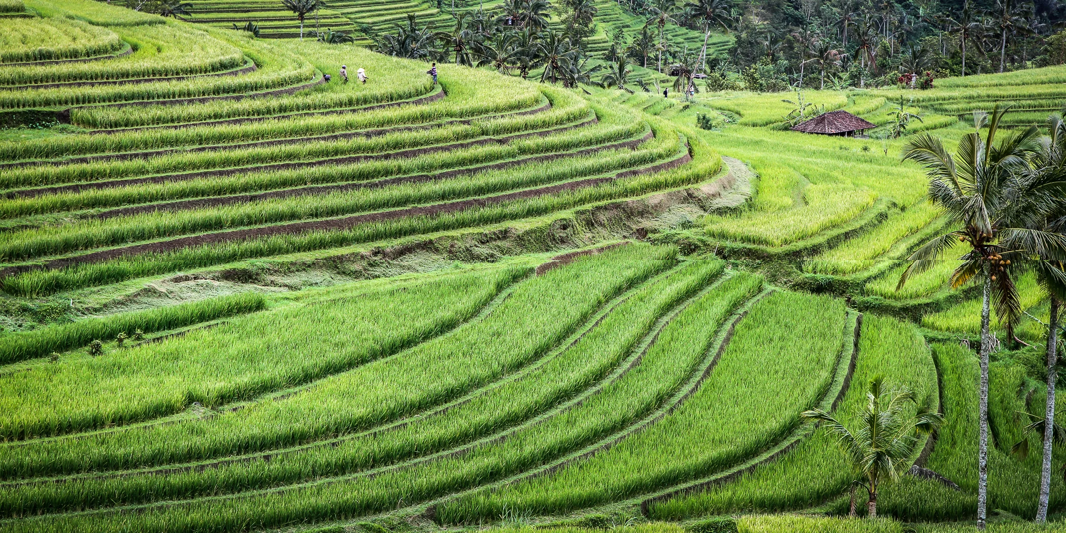 BALI-92.jpg