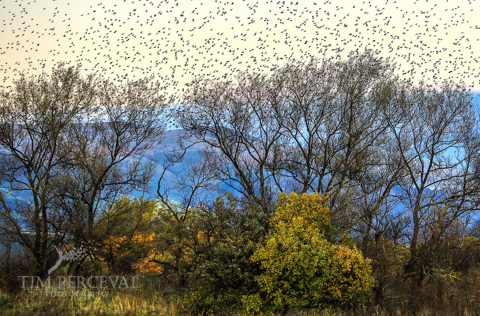  Starlings over the Hills of Stirling 