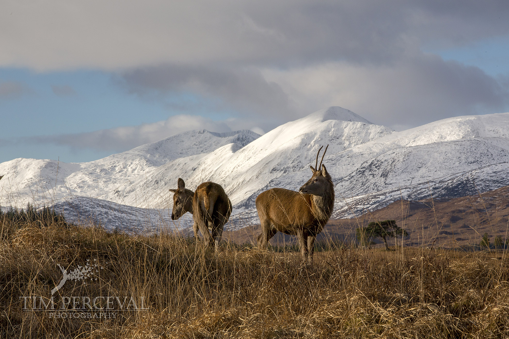  Deer overlooking Stob Ghabhar 