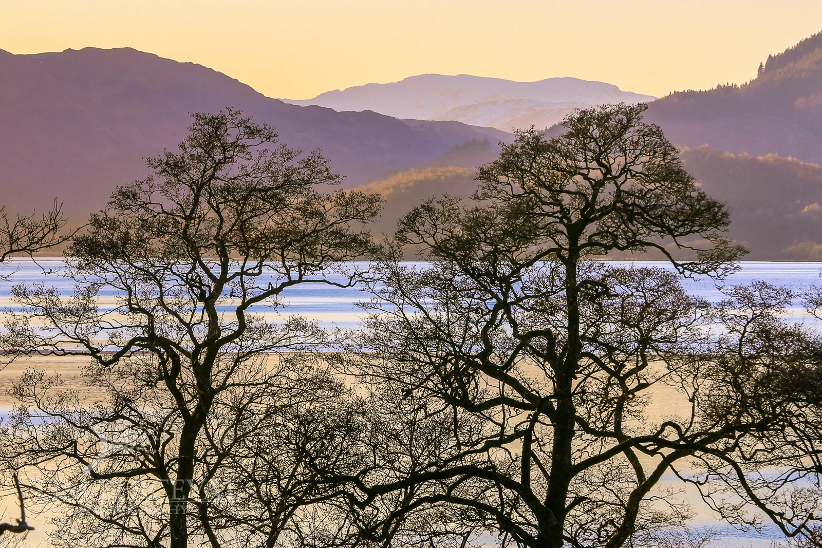 Trees overlooking Loch Venachar at Dusk