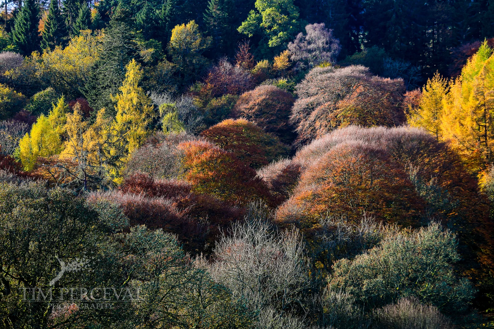 Autumn trees near Crieff