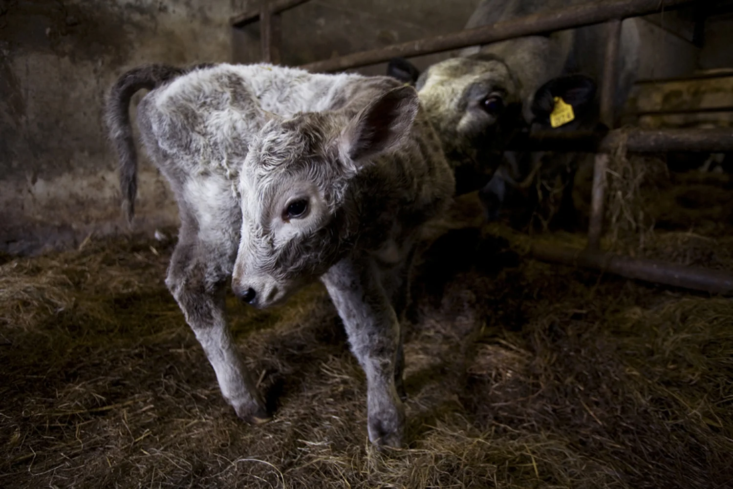A documentary photograph of a baby calf and his mother in a separate area in the west of ireland