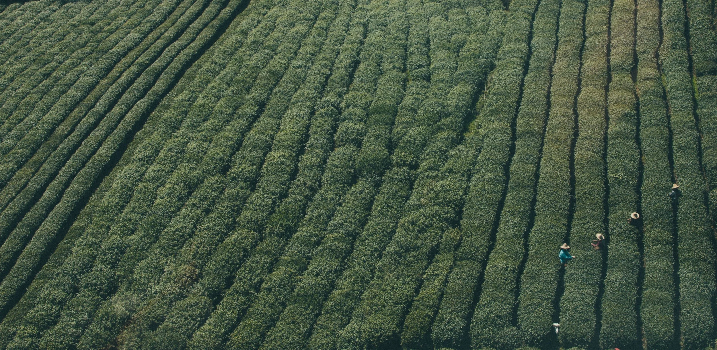 Seed Time and Harvest