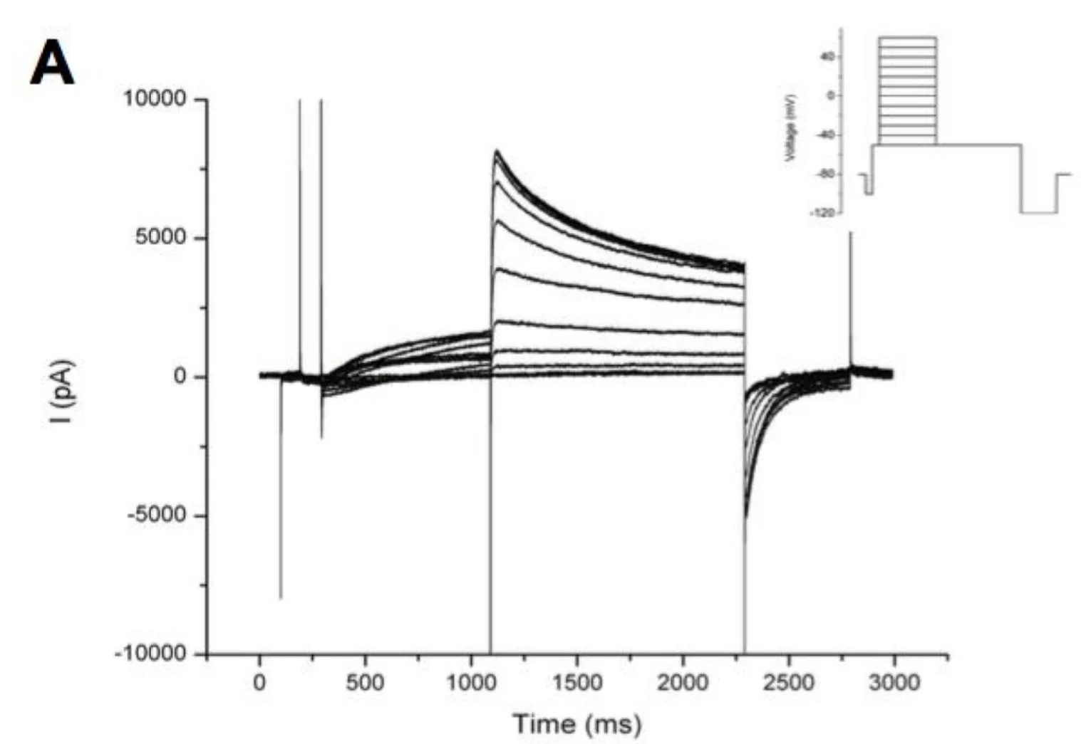 hERG tail current affected by increasing voltage relationship