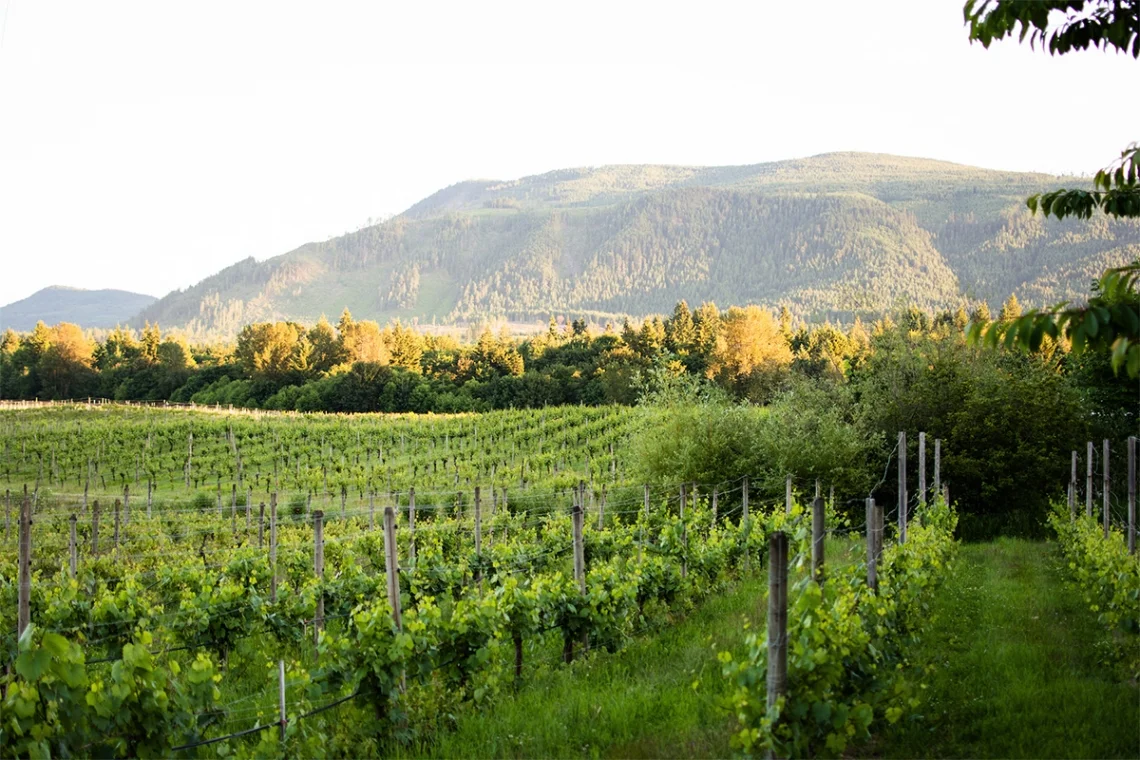 Cowichan-Valley.jpg