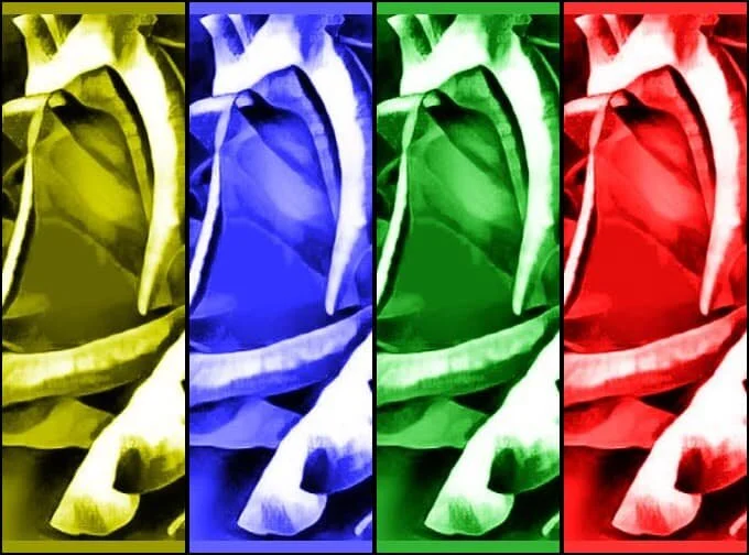 A Rose By Another Name