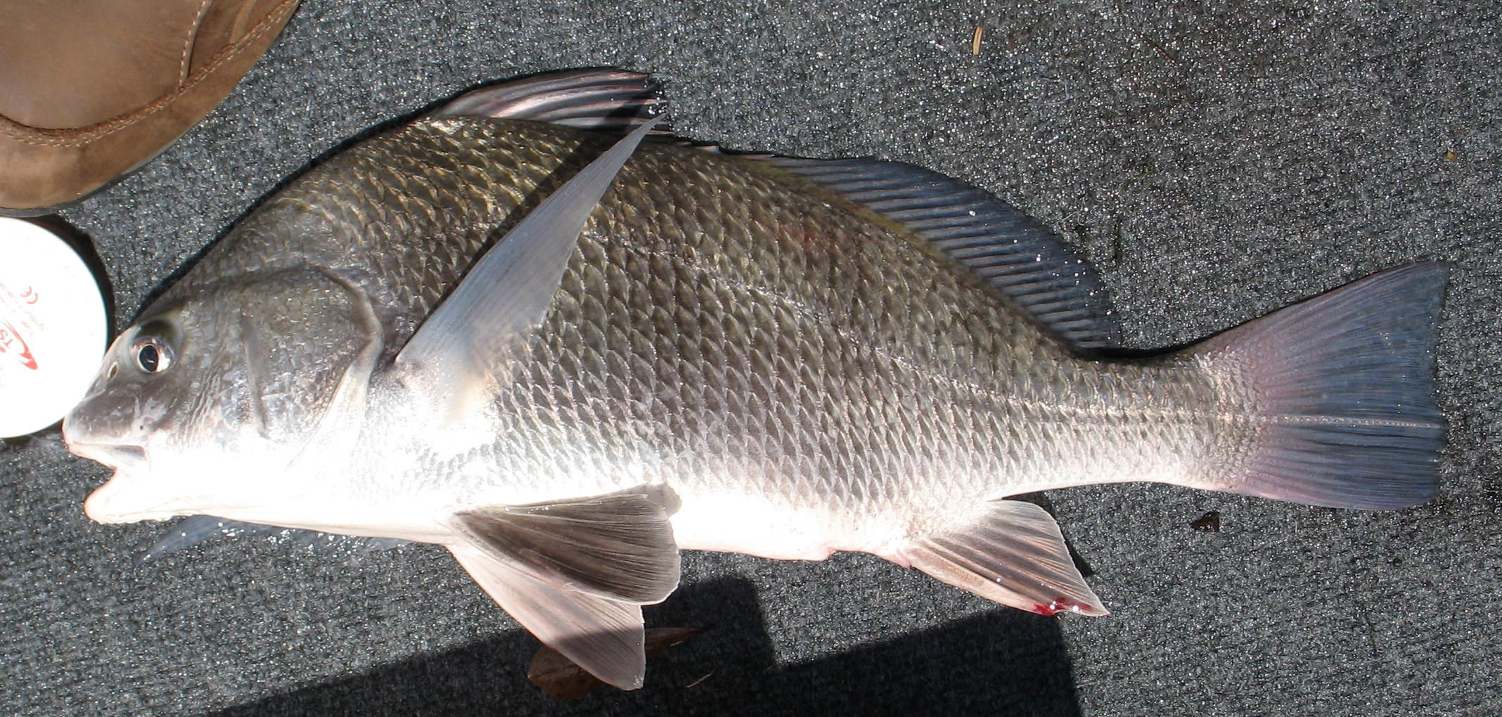From the Gulf, a smaller black drum with faint vertical stripes.