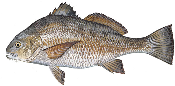 An illustration of the black drum from dnr.sc.gov