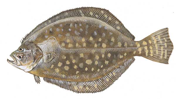 An illustration of the black drum from dnr.sc.gov