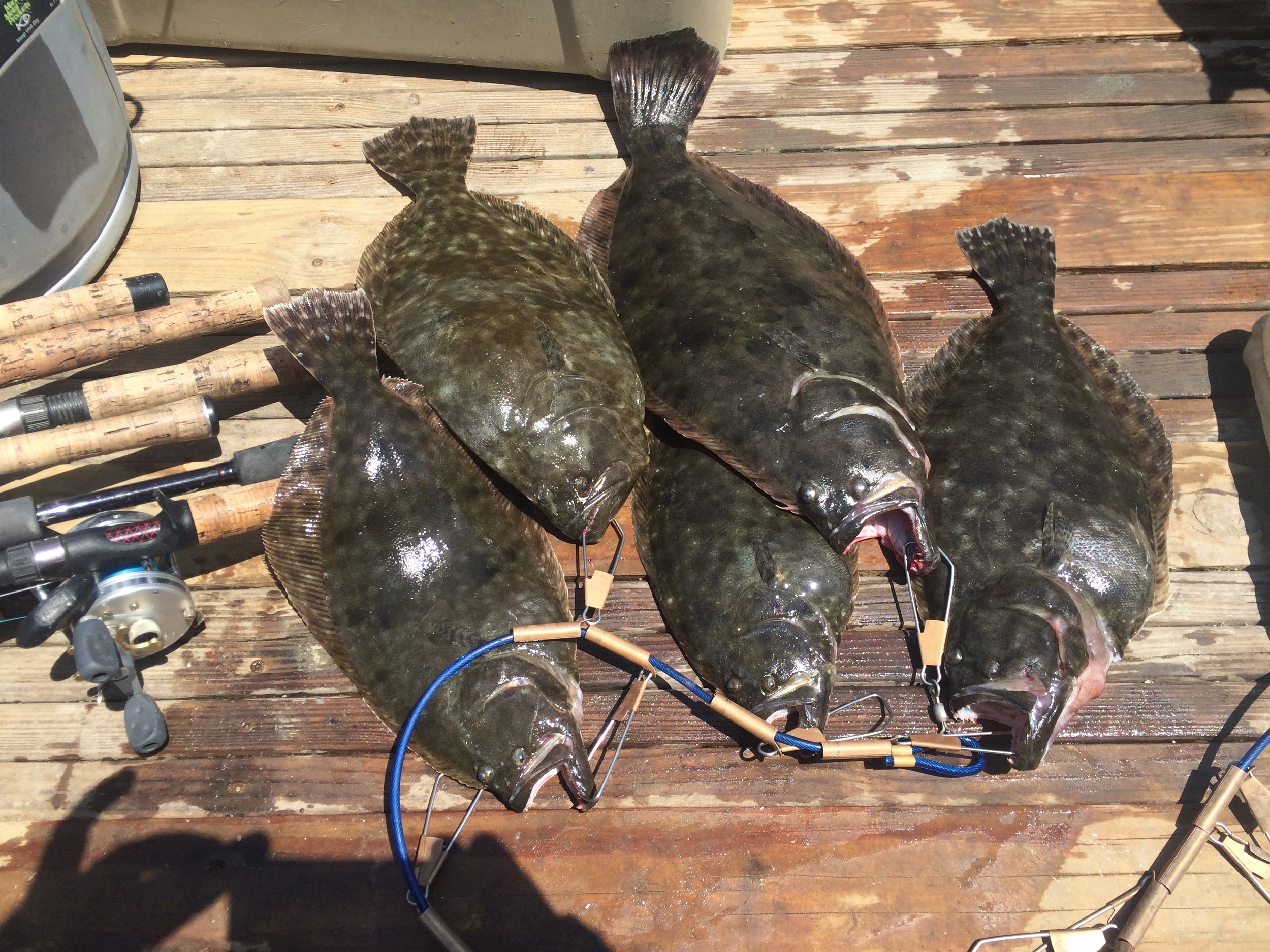 Southern flounder from a trip in May, 2015.