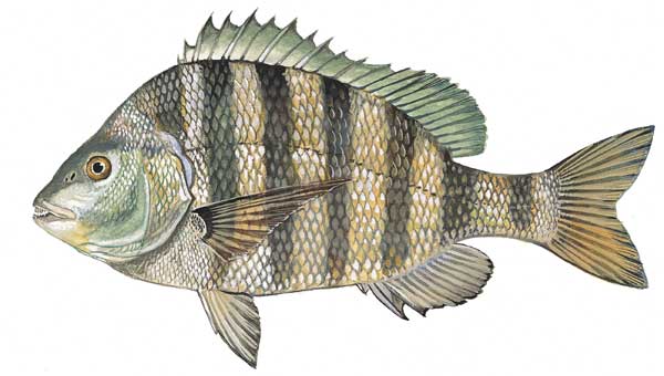 Illustration of a sheepshead from dnr.sc.gov