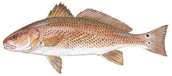 Illustration of a red drum from dnr.sc.gov