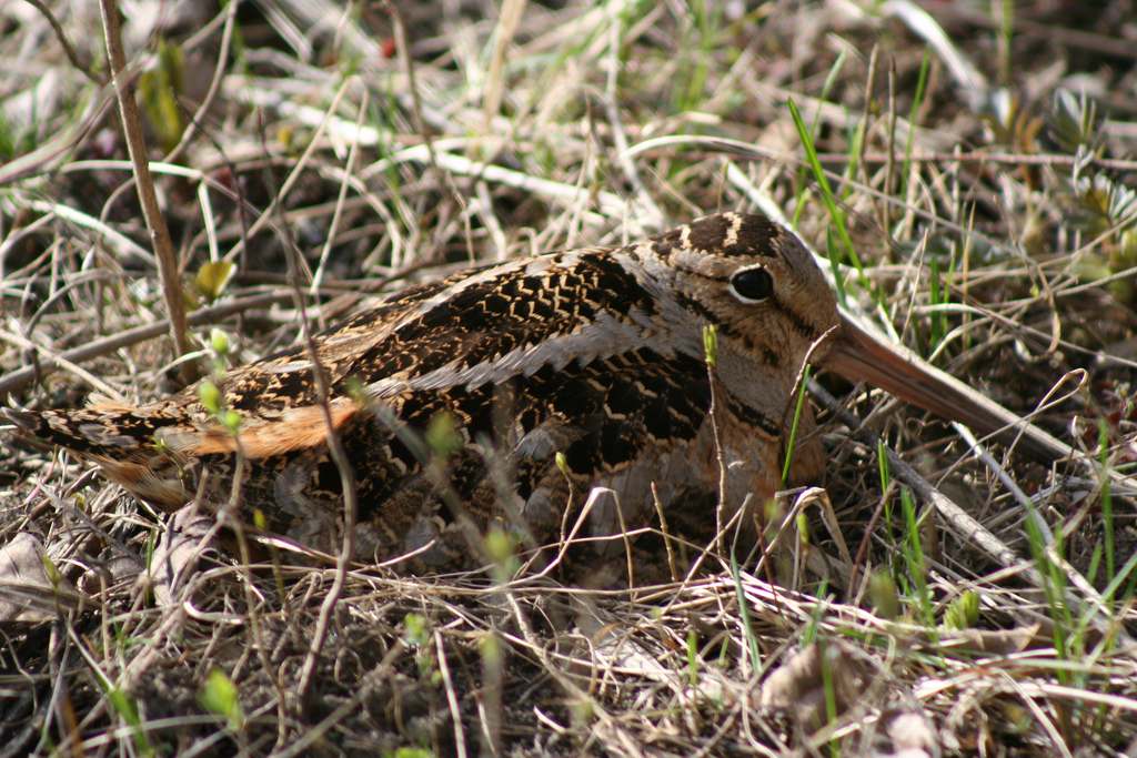 An American Woodcock camouflaged in a ground nest.