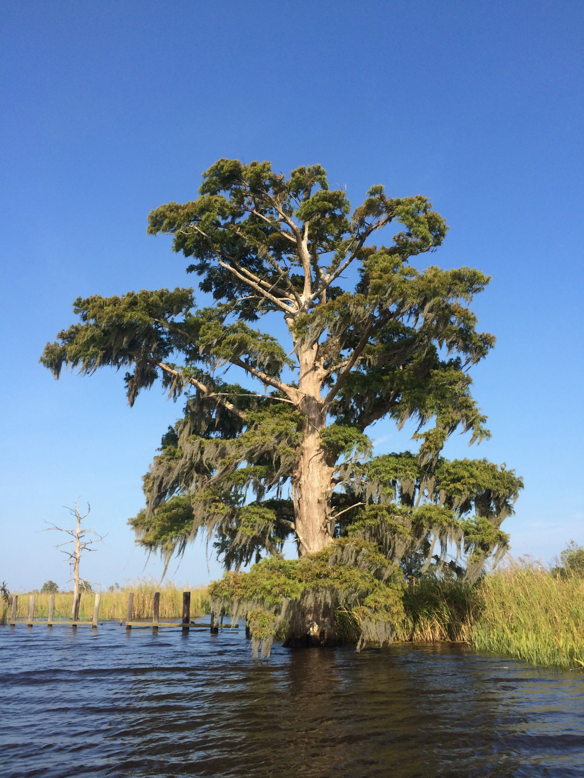 Pawleys Island Guide Service Pawleys Island South Carolina