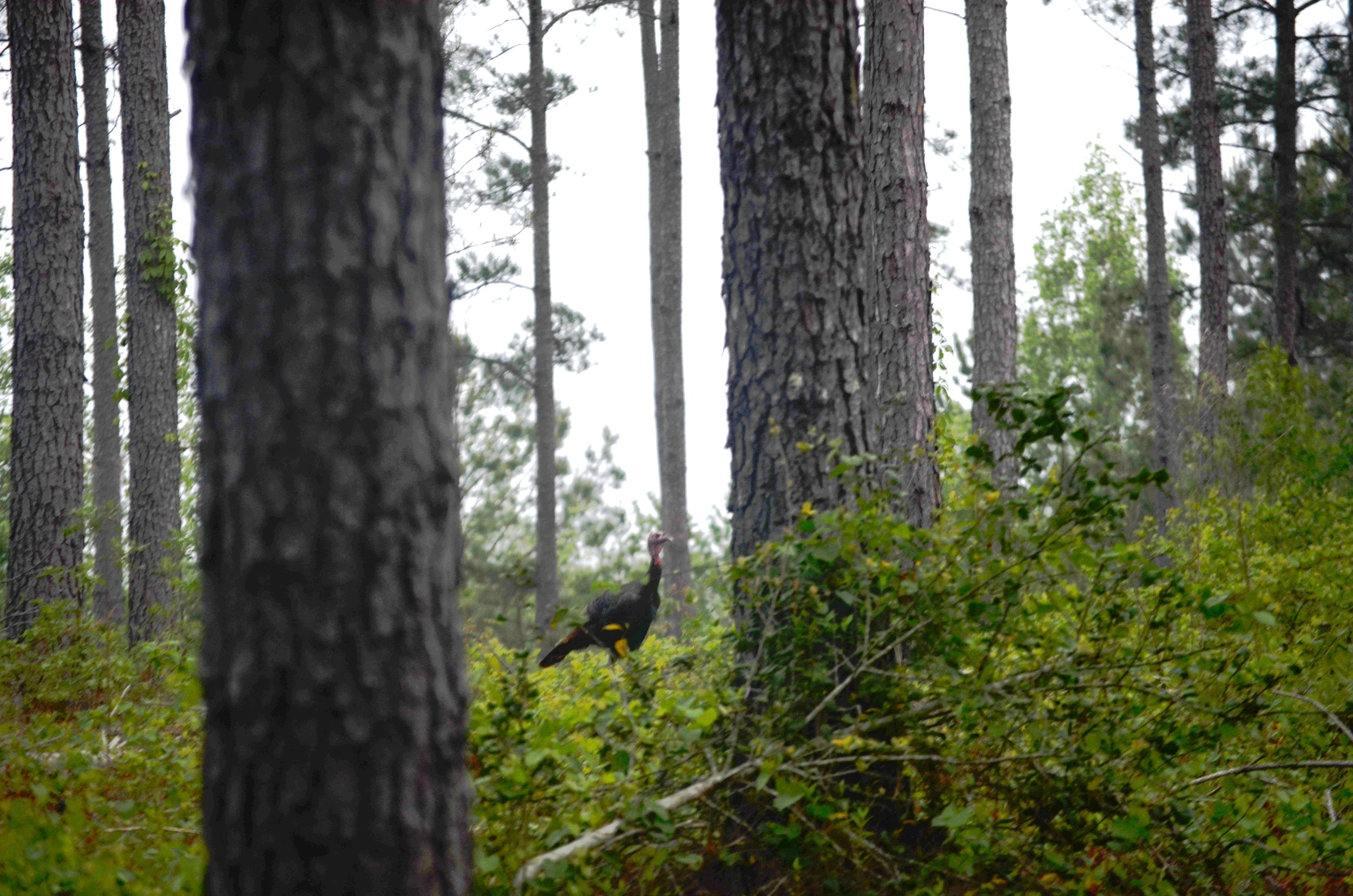   Turkey Hunting    Learn More  