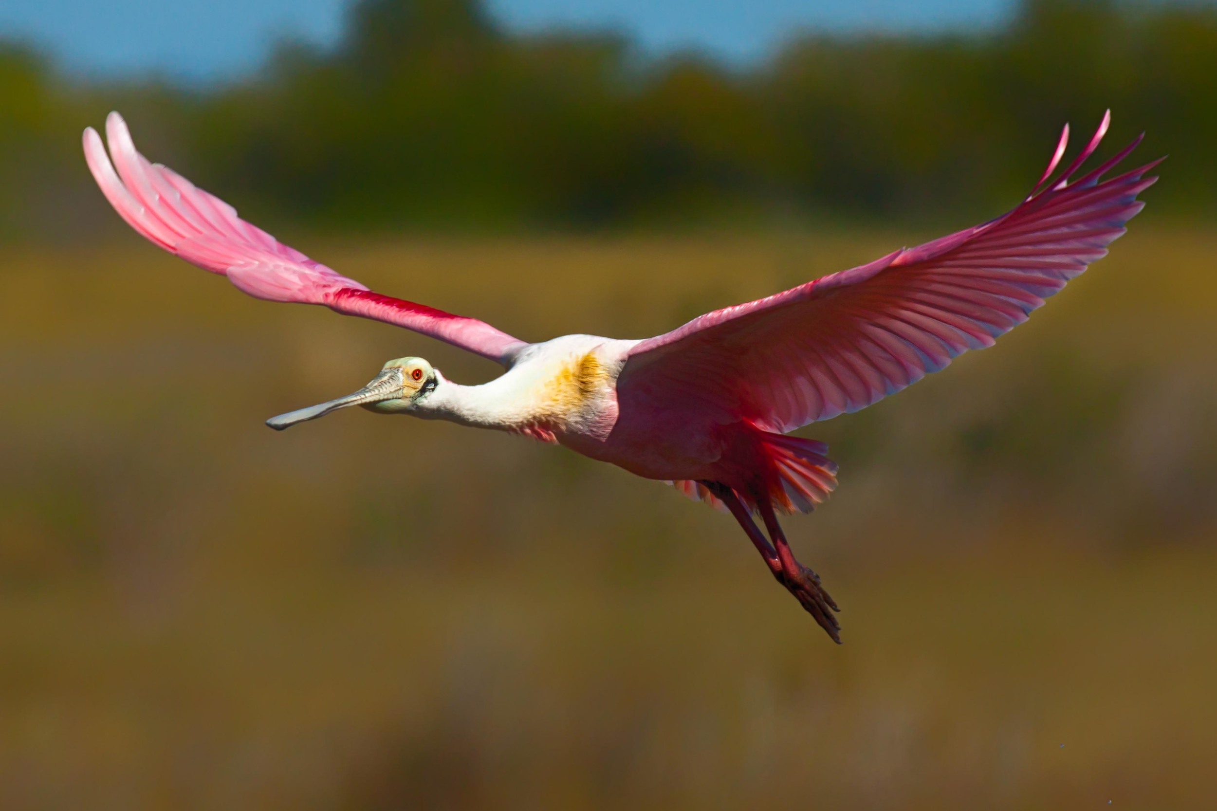 Roseate Spoonbill