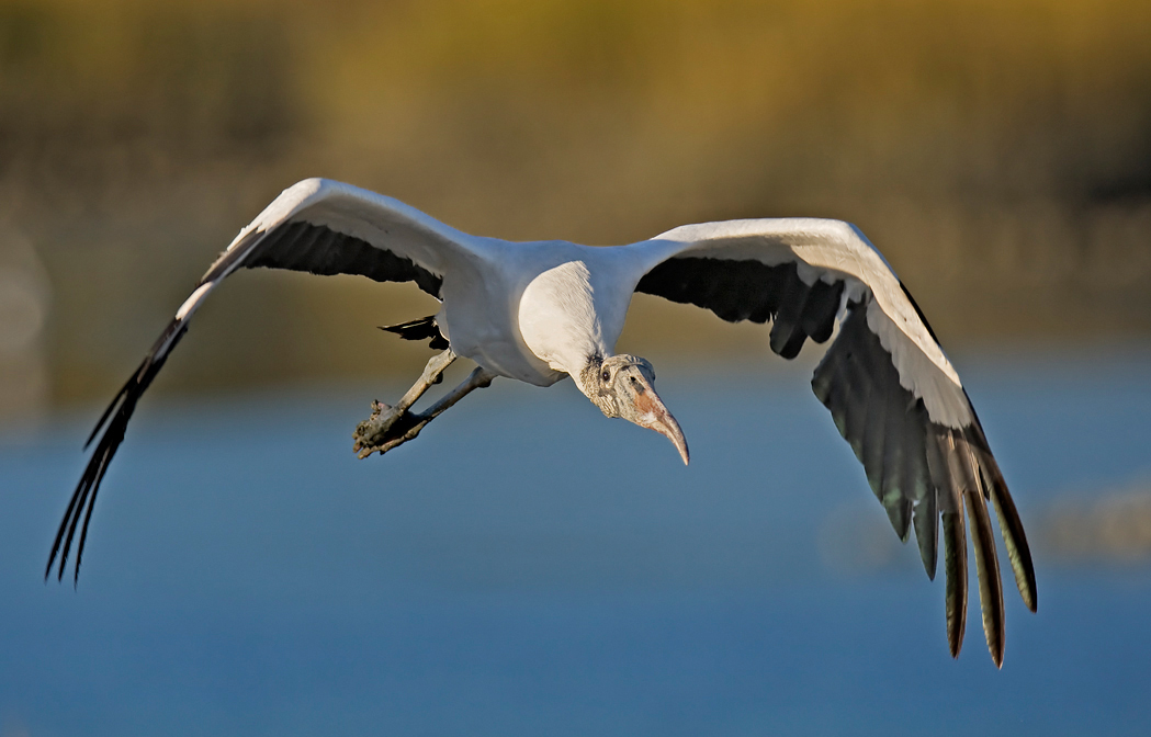 Wood Stork