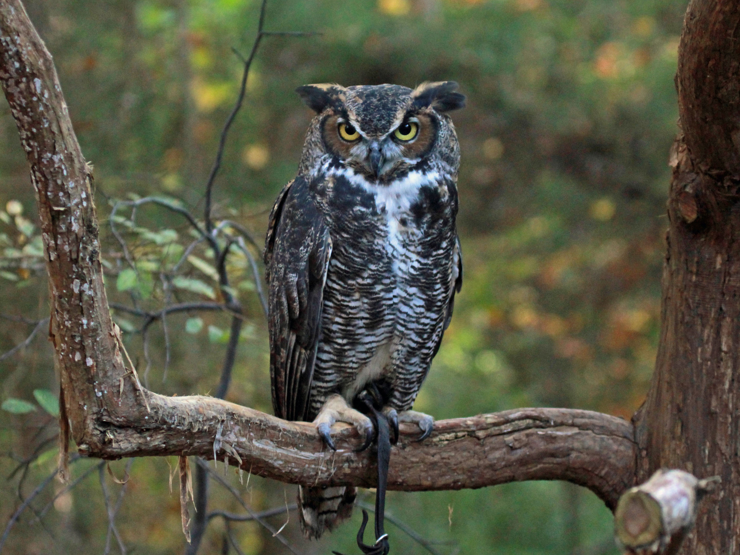 Great Horned Owl