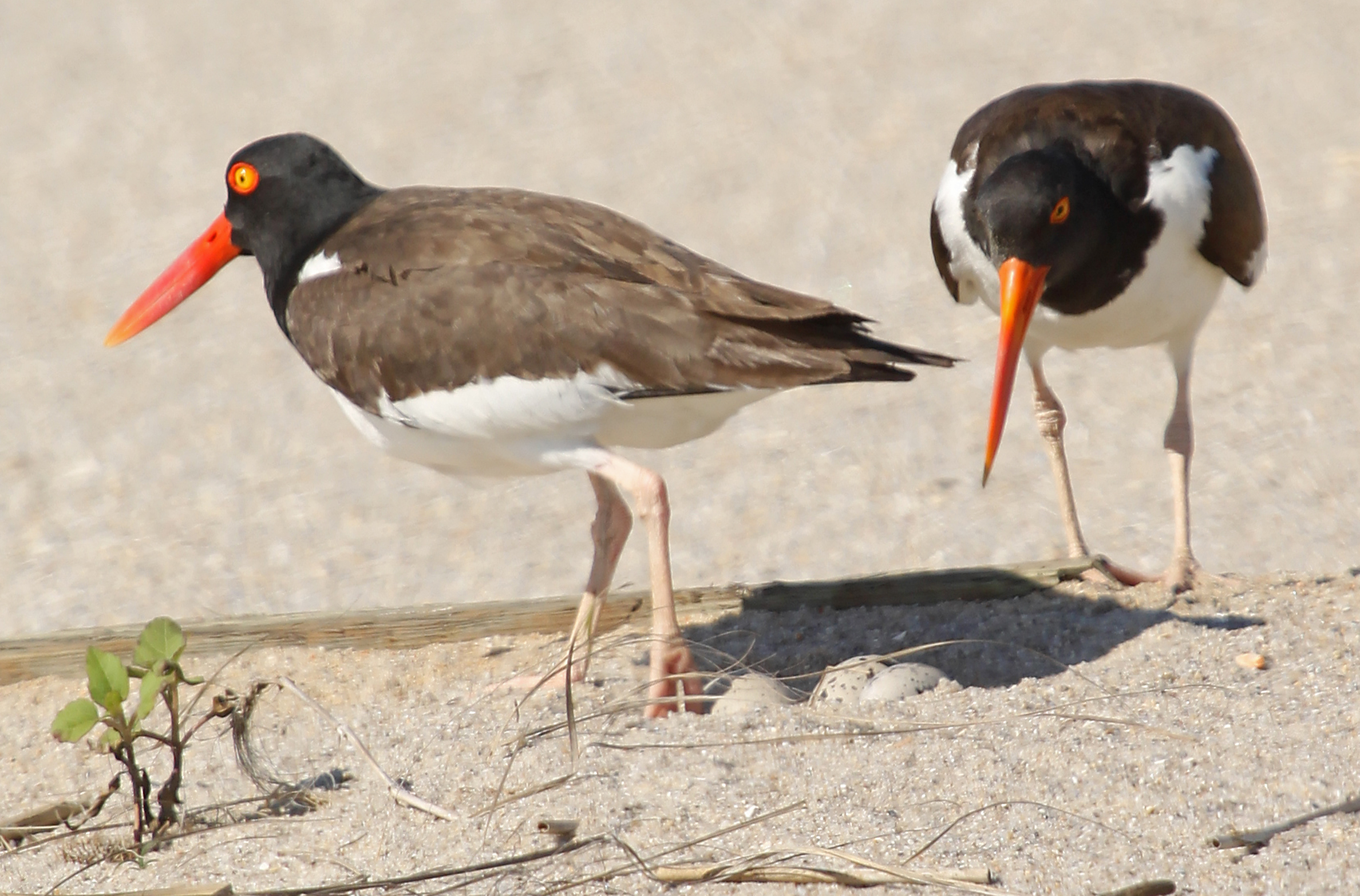 Oyster Catcher