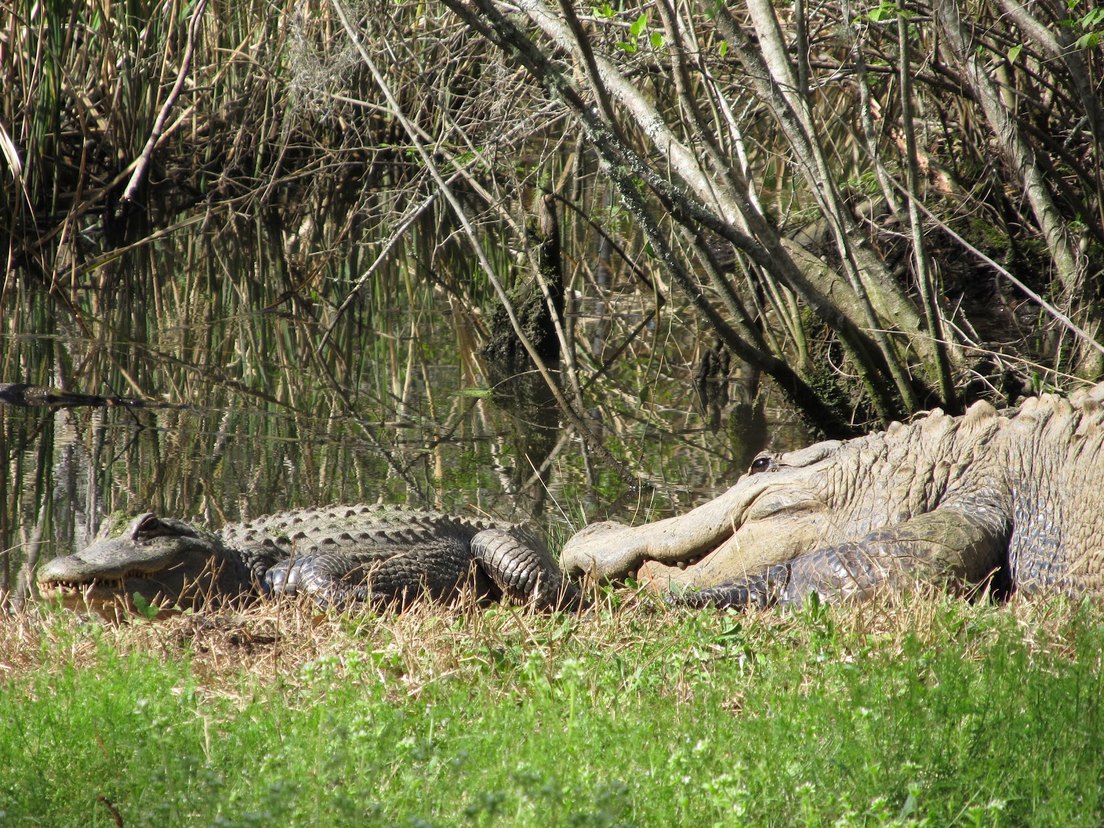 American Alligator