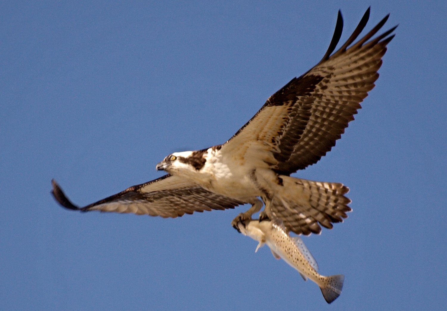 Osprey