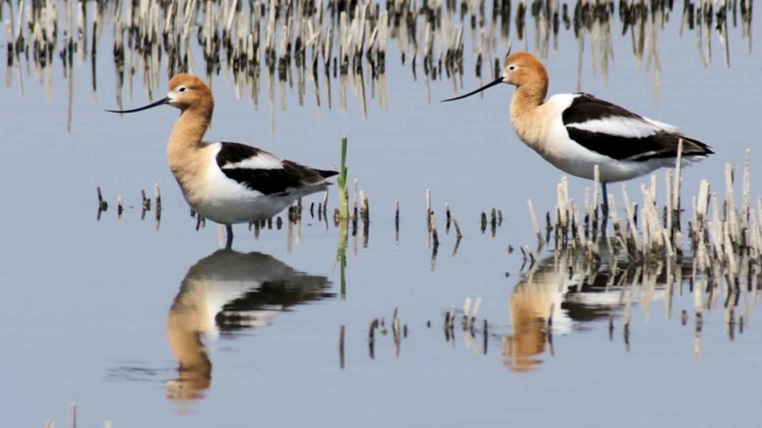 Avocet