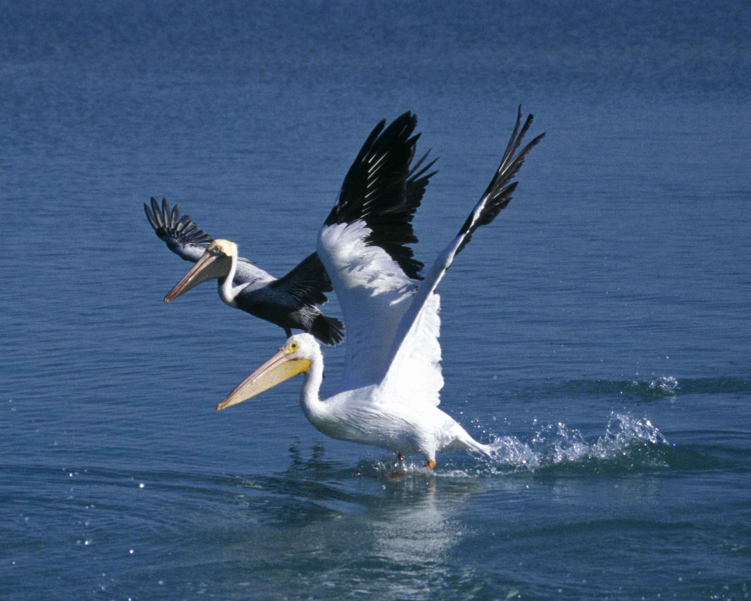 White Pelican